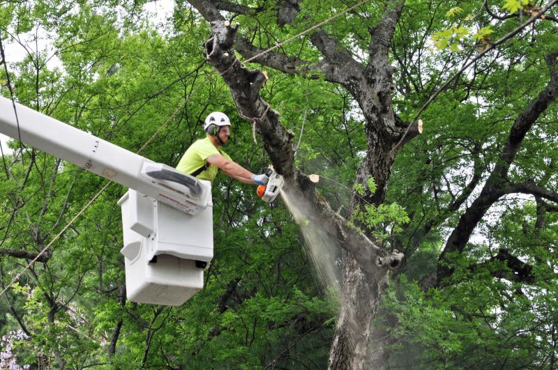 Top Rated Tree Removal Tools