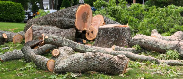Large Tree Removal in Poughkeepsie