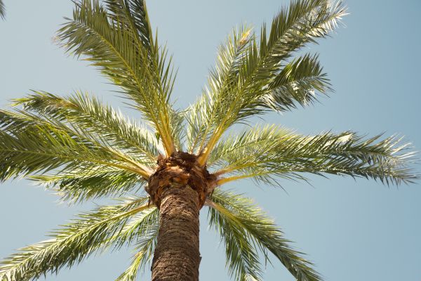 Palm Tree Removal in Poughkeepsie