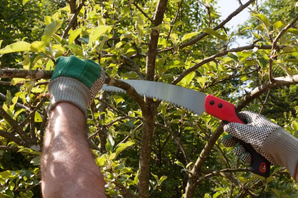 Small Tree Removal in Poughkeepsie