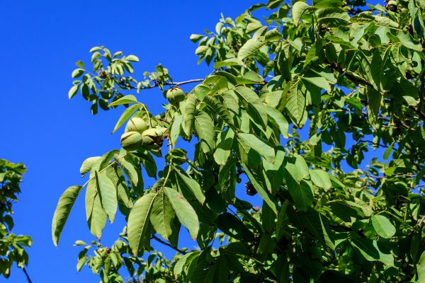 Walnut Tree Removal in Poughkeepsie