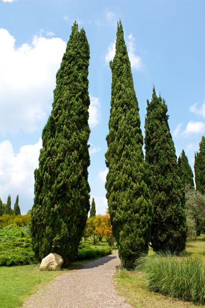 Cypress Tree Removal in Poughkeepsie