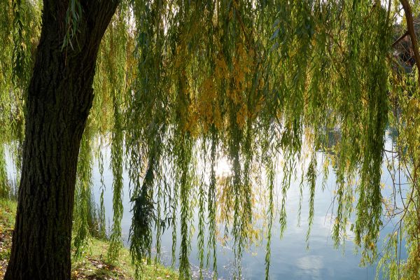 Willow Tree Removal in Poughkeepsie