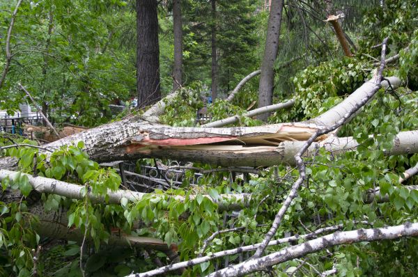 Birch Tree Removal in Poughkeepsie