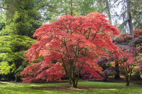Maple Tree Removal in Poughkeepsie