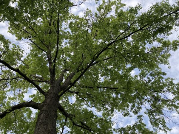 Oak Tree Removal in Poughkeepsie