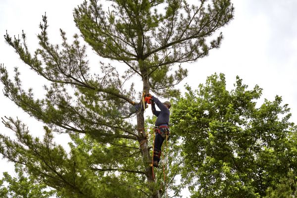Pine Tree Removal in Poughkeepsie