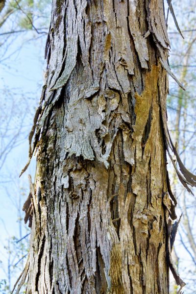 Hickory Tree Removal in Poughkeepsie