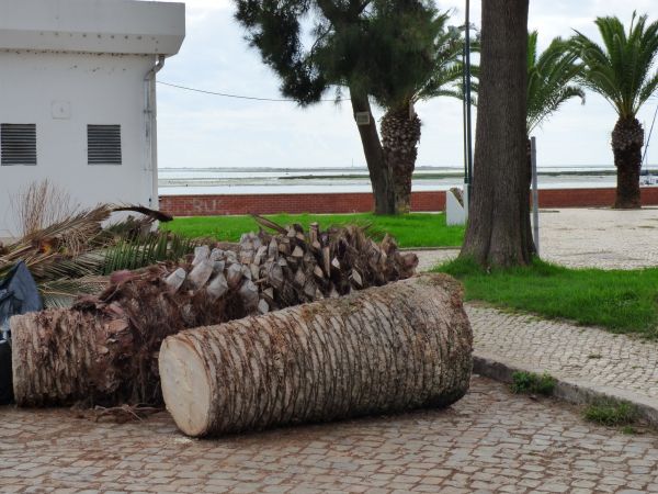 Palm Trees Removal in Poughkeepsie