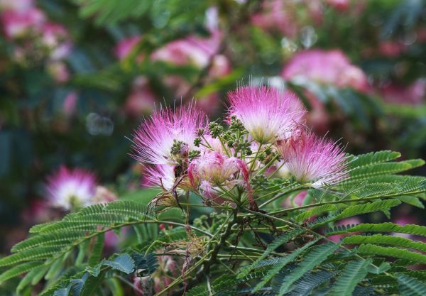 Mimosa Tree Removal in Poughkeepsie