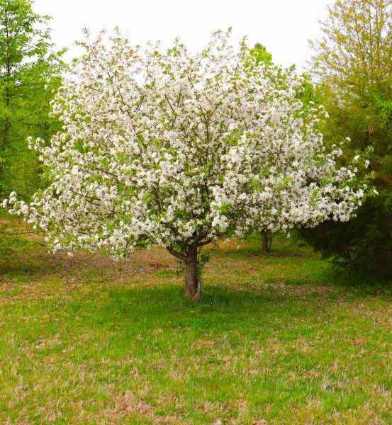 Dogwood Tree Removal in Poughkeepsie