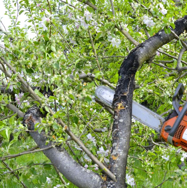Apple Tree Removal in Poughkeepsie