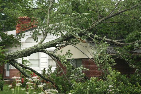 Emergency Tree Removal in Poughkeepsie