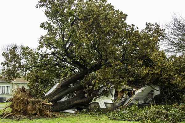 Fallen Tree Removal in Poughkeepsie