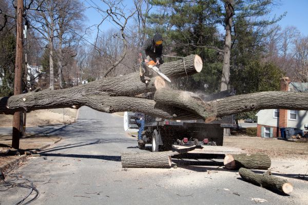 Residential Tree Removal in Poughkeepsie