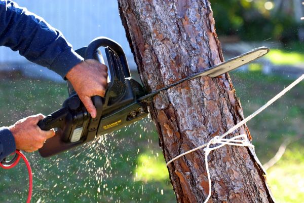 Dead Tree Removal in Poughkeepsie