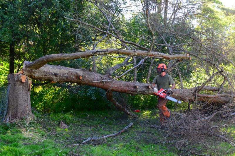 Tree Removal Equipment in Action