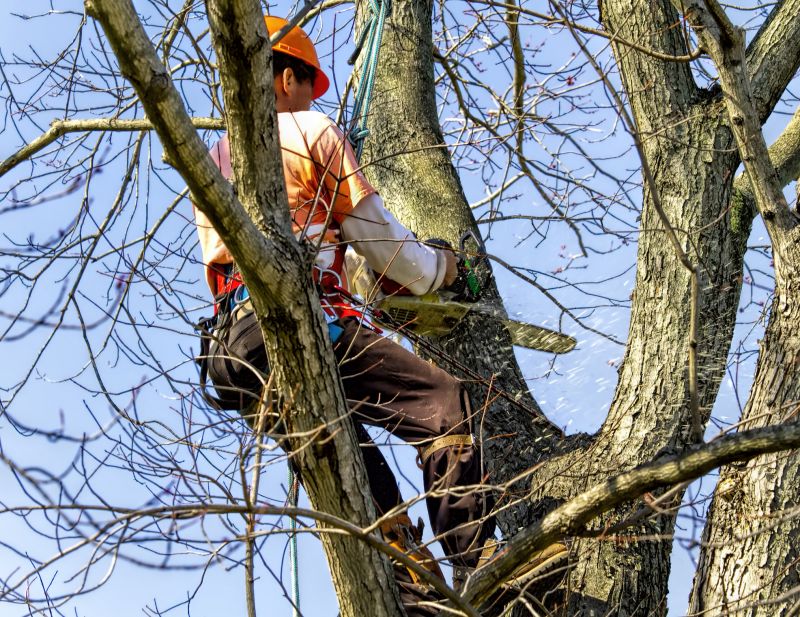 Tree Removal Near Power Lines