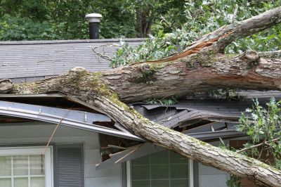 Storm Damage Tree Cleanup