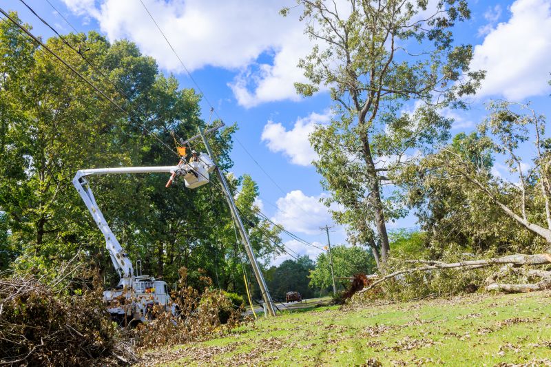 Emergency Tree Removal detail