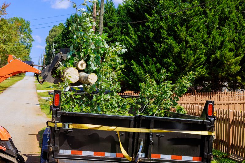Winter Tree Removal