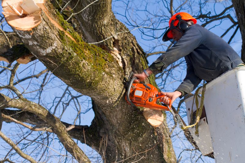 Summer Tree Removal