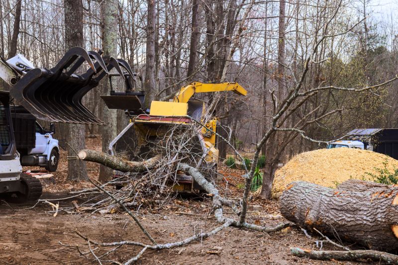 Felled Tree Disposal