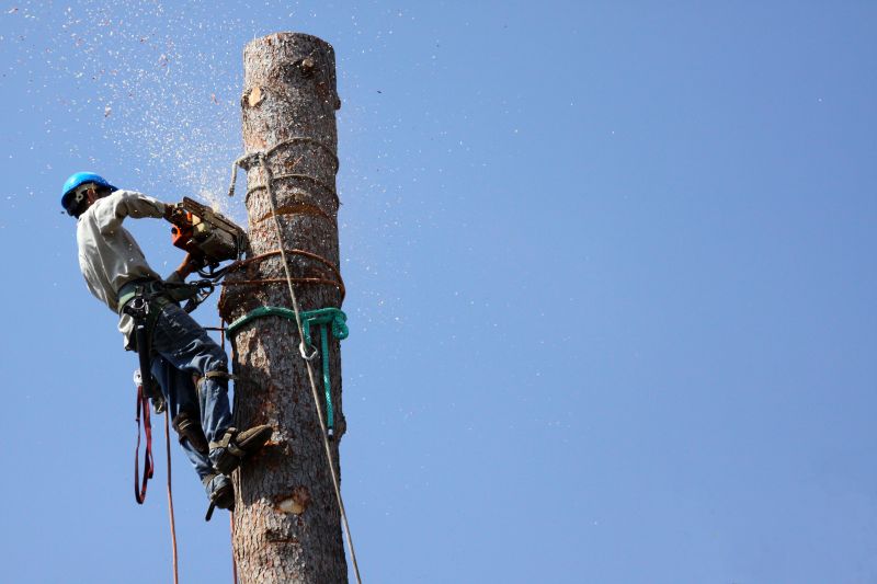 Tree Cutting Equipment
