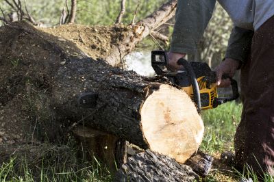 Tree Health Assessments
