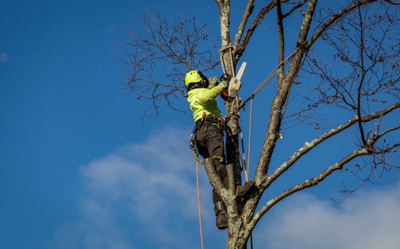 Tree Removal Equipment