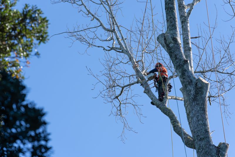 Tree Pruning and Maintenance